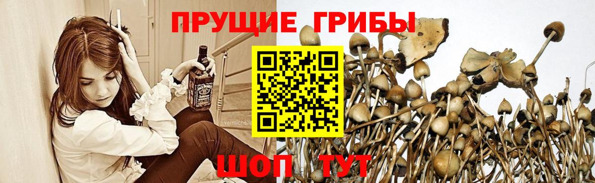 сколько стоит  Галлюциногенные грибы ЛСД  Клинцы  Псилоцибиновые грибы мицелий 